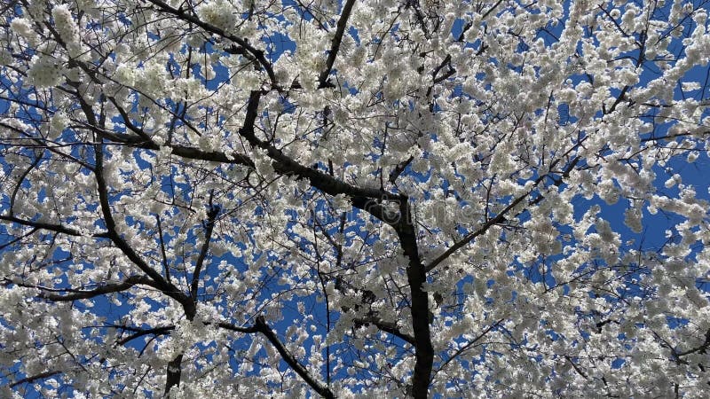 Cerisier en fleurs en pleine floraison au printemps vidéo banque de vidéos