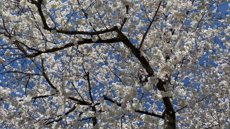 Cerisier en fleurs en pleine floraison vidéo banque de vidéos