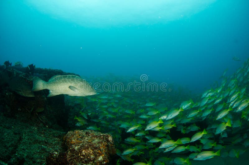 Cernia, mare di cortez. fotografie stock Cernia, mare di cortez. fotografie stock