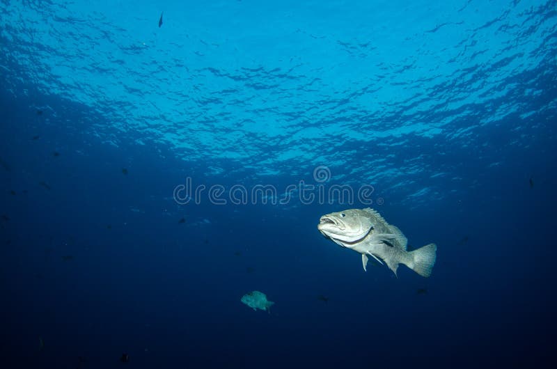 Cernia, mare di cortez fotografia stock libera da diritti Cernia, mare di cortez fotografia stock libera da diritti