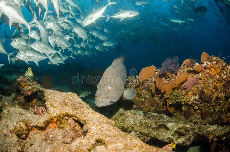 Cernia, mare di cortez. immagine stock Cernia, mare di cortez. immagine stock