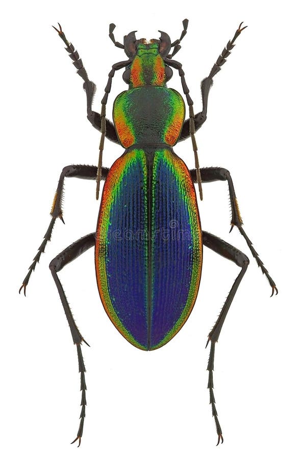 Ceroglossus chilensis latemarginatus, a rainbow-coloured ground beetle from Chile