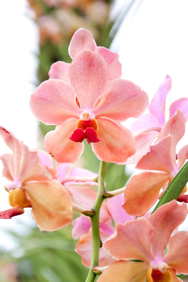 Cerrado encima de orquídea rosada en el jardín fotografía de archivo libre de regalías Cerrado encima de orquídea rosada en el jardín fotografía de archivo libre de regalías