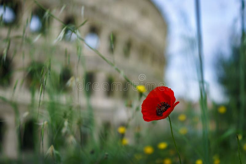Cerrado para arriba de la flor roja de la amapola con Colosseum borroso en la parte posterior fotografía de archivo Cerrado para arriba de la flor roja de la amapola con Colosseum borroso en la parte posterior fotografía de archivo