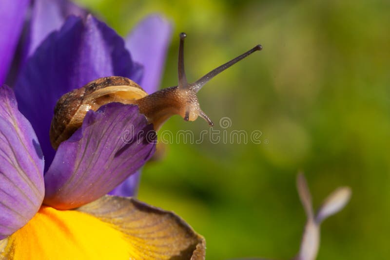 Cerrar Con Caracol La Flor Iris Morada Imagen de archivo - Imagen de  primavera, diafragma: 226434701
