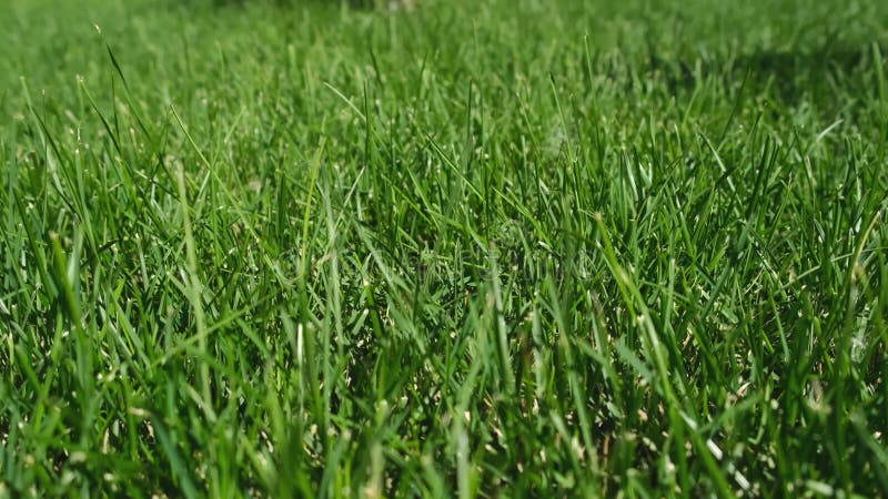 Cerrar el paso hierba verde y fresca sobre el césped cuando el tiempo lo permite en la calle del parque. metrajes