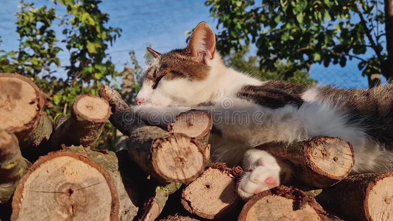 Cerrar el retrato de gatito doméstico dormido yawning como tumbado al aire libre en un montón de troncos