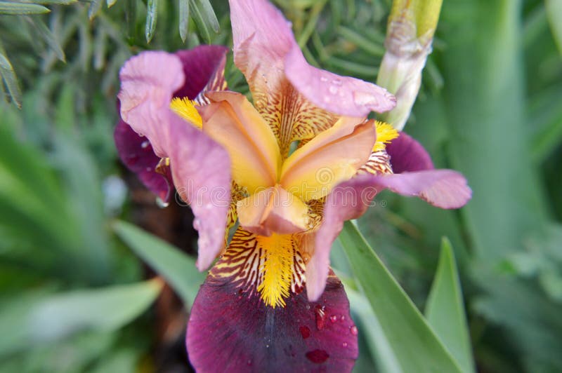 Cerrar gotas macro de lluvia sobre iris flores imagen de archivo