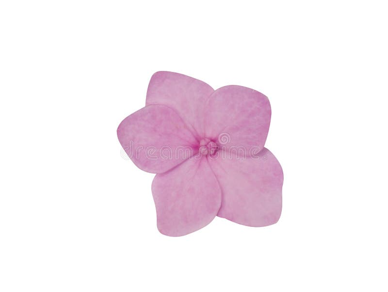 Cerrar la flor de horangea rosa. Imagen macro cerrar el aislamiento de flores de hidrangea rosa sobre fondo blanco con ruta de recorte