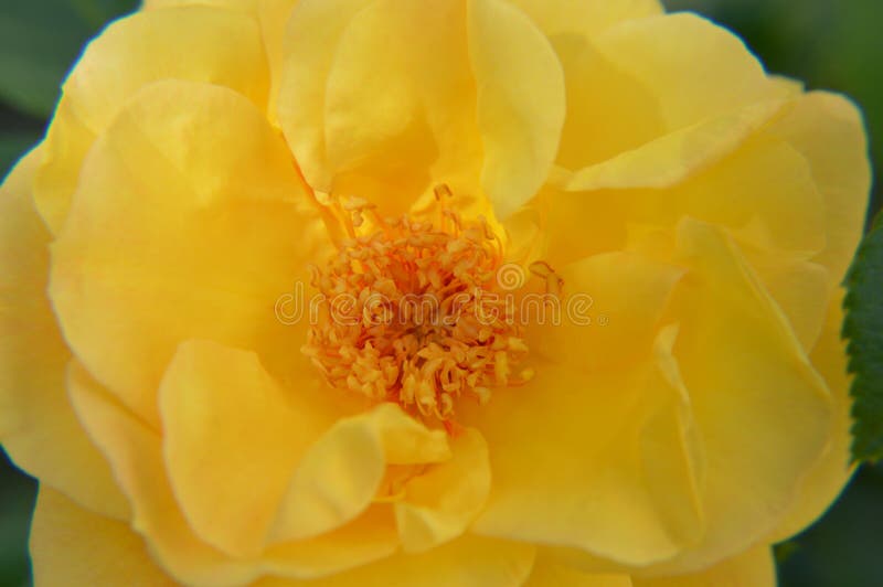 Cerrar macro flores amarillo rosa fotografía de archivo