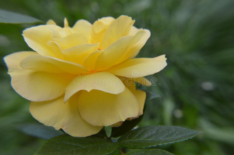 Cerrar macro flores amarillo rosa foto de archivo