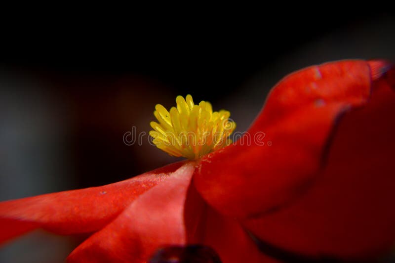Cerrar macro flores de begonia smperflorens fotografía de archivo libre de regalías
