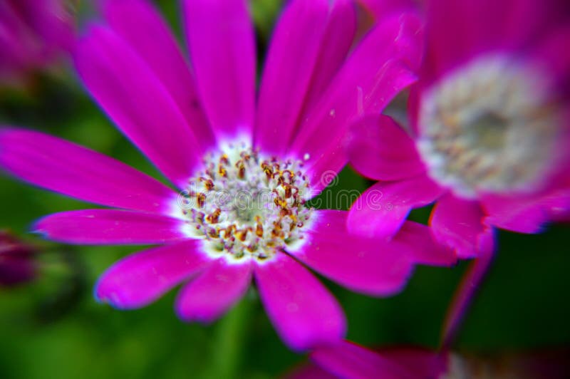 Cerrar macro flores de color rojo y blanco fotografía de archivo libre de regalías