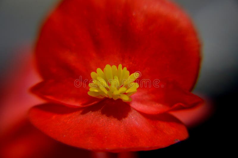 Cerrar macro flores de fondo de begonia semperflorens imágenes de archivo libres de regalías