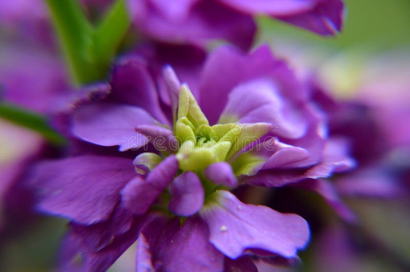 Cerrar macro flores de fondo fotografía de archivo libre de regalías