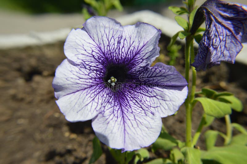 Cerrar macro flores petunia blanco y azul fotografía de archivo