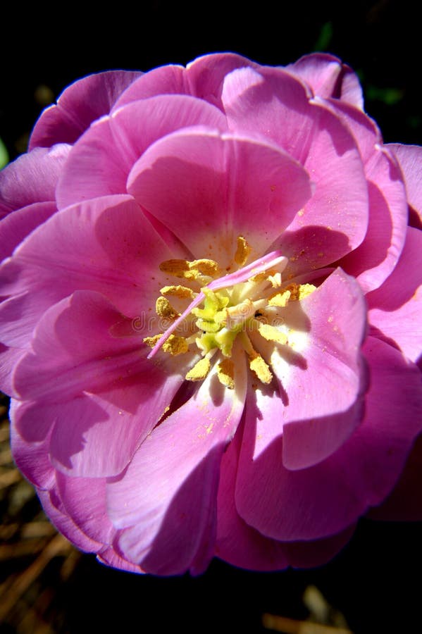 Cerrar macro fondo de flores de tulipán único. foto de archivo