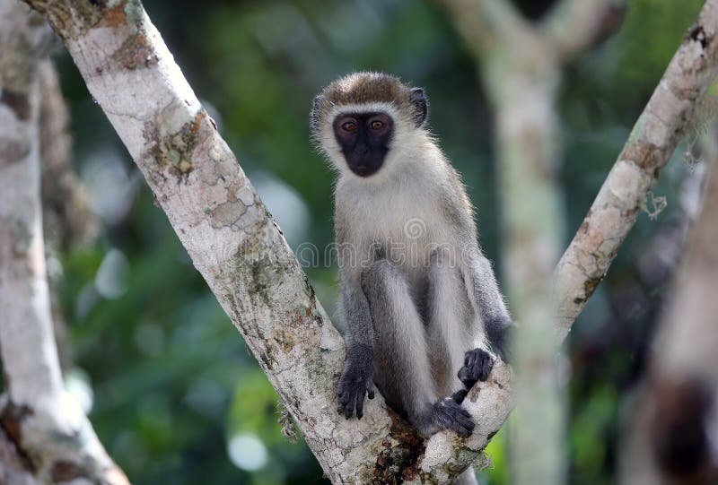 Mono verde de sabana (imágenes)