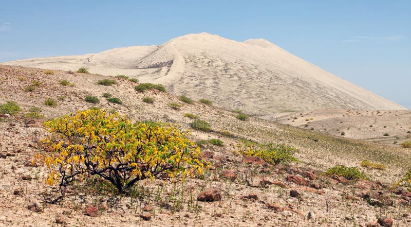 Cerro Blanco dune con albero, Nasca o Nazca, Perù