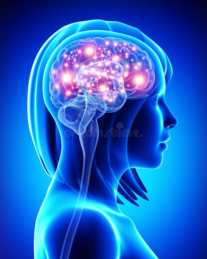 Cerveau actif humain