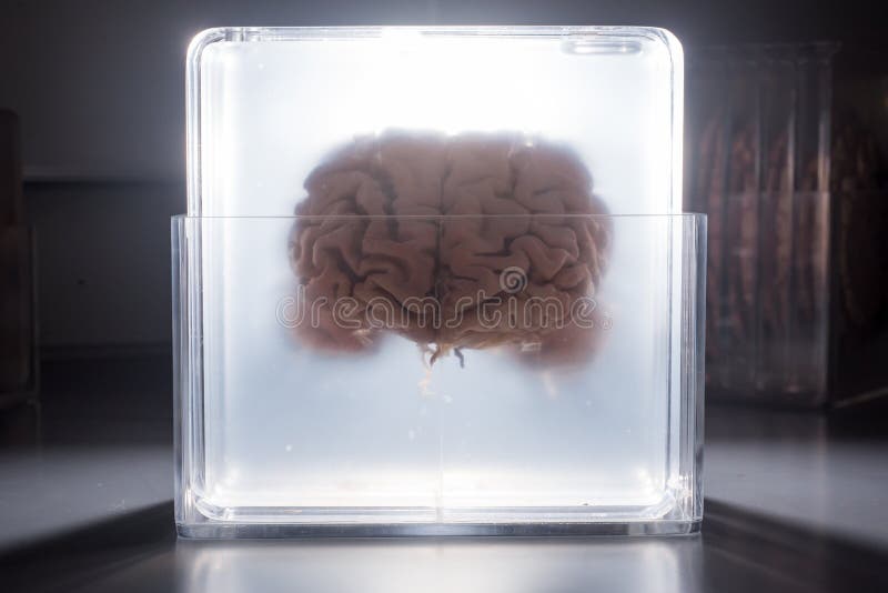 Cerveau flottant dans un pot rougeoyant photos libres de droits Cerveau flottant dans un pot rougeoyant photos libres de droits
