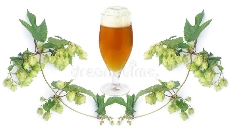 Frosty golden beer in glass and hops-plant on white background. Frosty golden beer in glass and hops-plant on white background