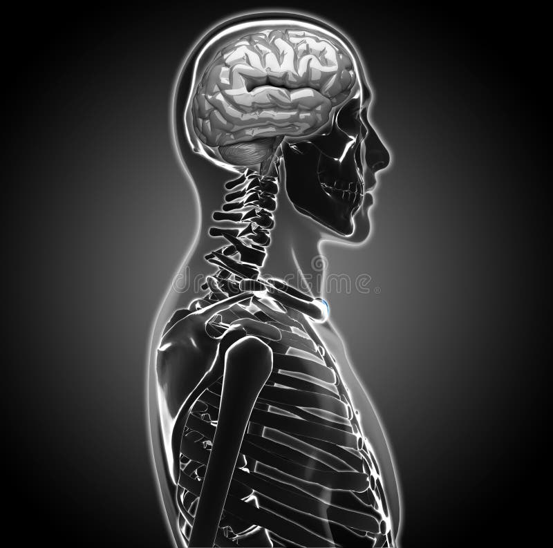 Composition of a Human Brain Medical Scan. Composition of a Human Brain Medical Scan