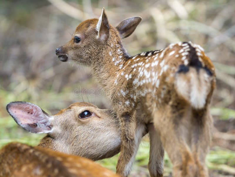 Detailed view of fawn and mom deer in a forest, focus on baby eye. Detailed view of fawn and mom deer in a forest, focus on baby eye