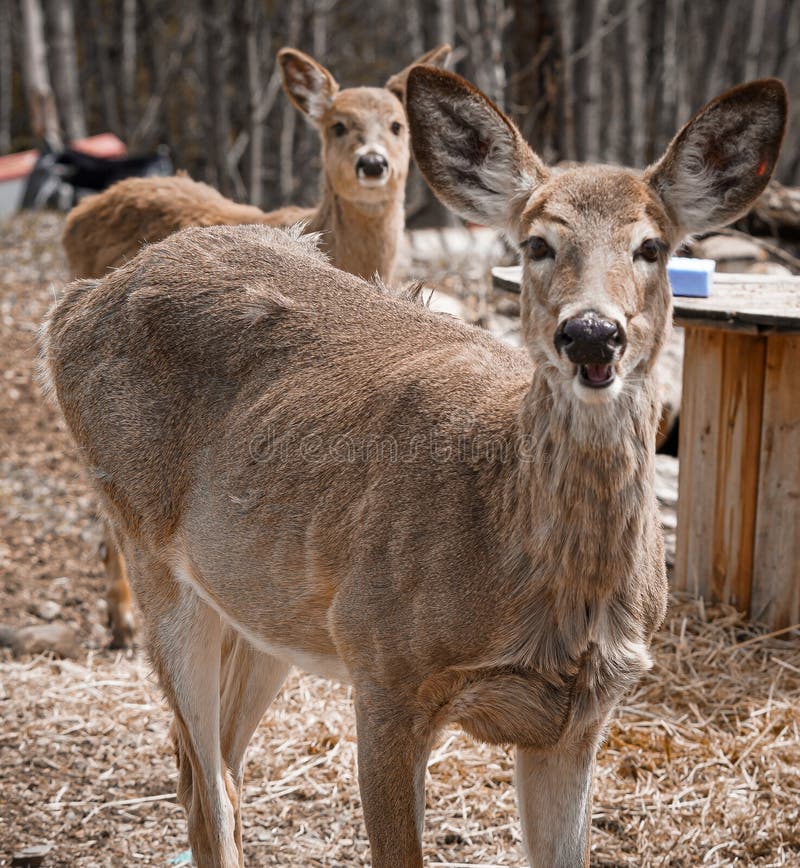 A deer gazes directly at the camera in a rural farm setting. A deer gazes directly at the camera in a rural farm setting