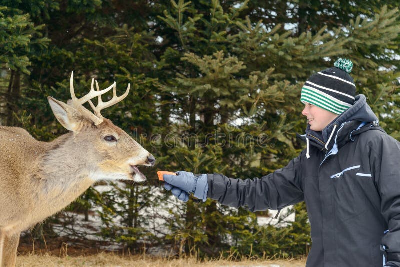Cervi d'alimentazione del ragazzo nel parco di Omega della Quebec fotografia stock libera da diritti Cervi d'alimentazione del ragazzo nel parco di Omega della Quebec fotografia stock libera da diritti