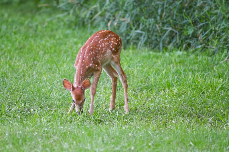 A whitetail fawn deer grazes on summer green grass. A whitetail fawn deer grazes on summer green grass