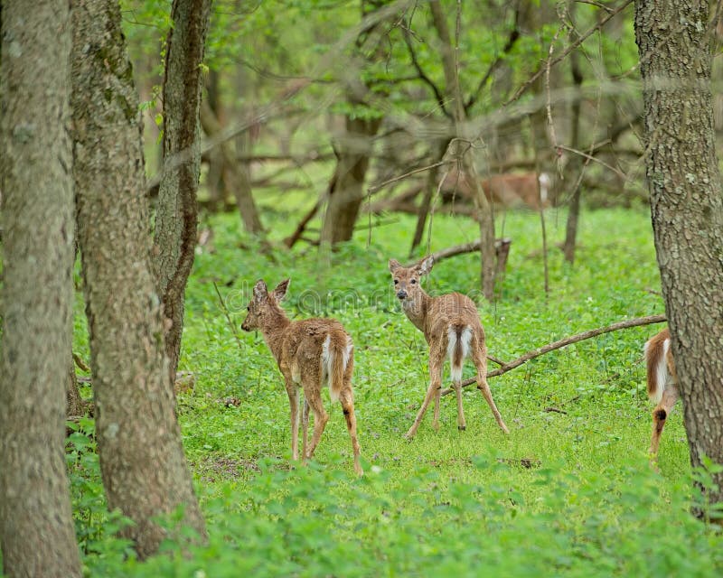 White tailed yearling deer learning to walk and forage in ther own. White tailed yearling deer learning to walk and forage in ther own