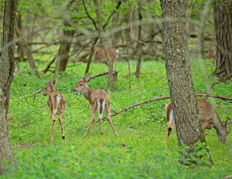 White tailed yearling deer learning to walk and forage in ther own. White tailed yearling deer learning to walk and forage in ther own