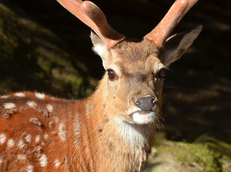 Cervi di aratura maschii fotografia stock libera da diritti