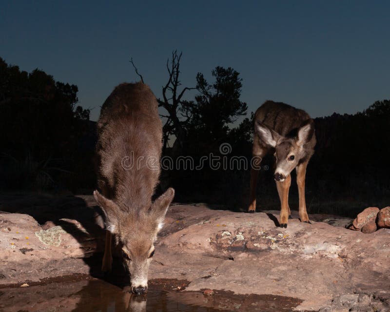 A mule deer doe and her yearling fawn get a drink at an ephemeral pool on a sandstone ridge, while the sky behind them is just beginning to show the predawn light. A mule deer doe and her yearling fawn get a drink at an ephemeral pool on a sandstone ridge, while the sky behind them is just beginning to show the predawn light.