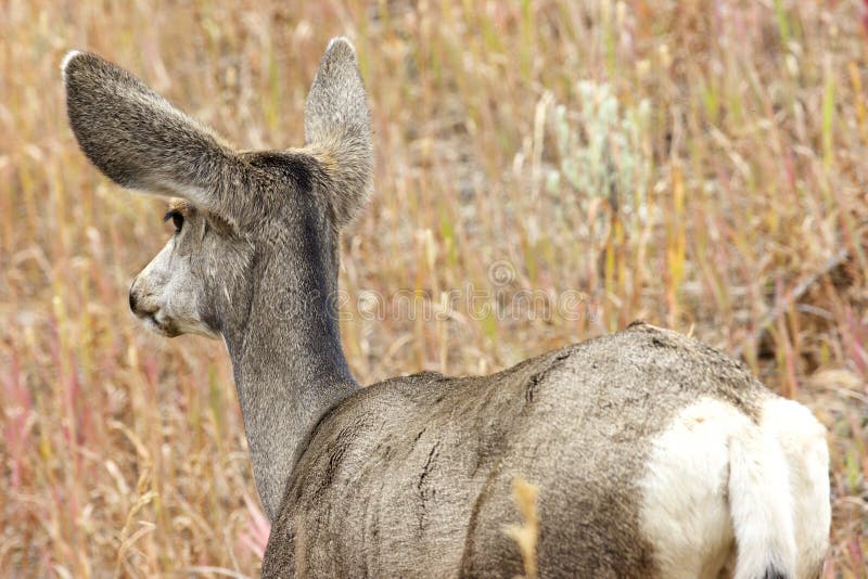 Mule Deer fawn close-up standing rear view in grasses in Shoshone National Forest Cody Wyoming   705129  Odocoileus hemionus. Mule Deer fawn close-up standing rear view in grasses in Shoshone National Forest Cody Wyoming   705129  Odocoileus hemionus