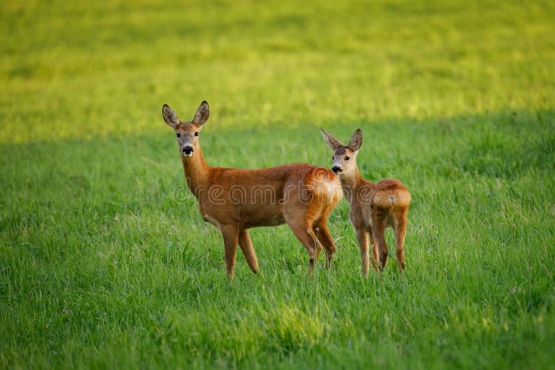 European roe deer, Capreolus capreolus, in green meadow. Doe and fawn standing in grass and grazing. Wild animals in natural habitat. Animal mother and child in summer nature. European roe deer, Capreolus capreolus, in green meadow. Doe and fawn standing in grass and grazing. Wild animals in natural habitat. Animal mother and child in summer nature