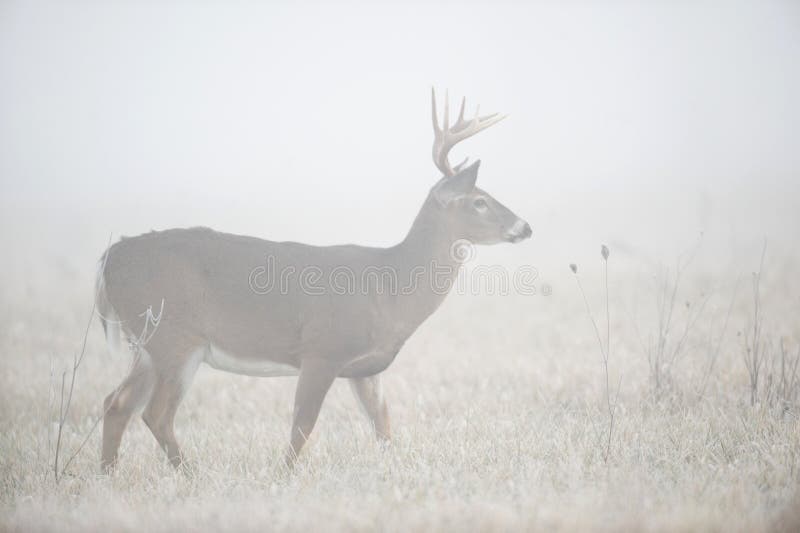 Cervi di Whitetail in nebbia pesante fotografie stock Cervi di Whitetail in nebbia pesante fotografie stock