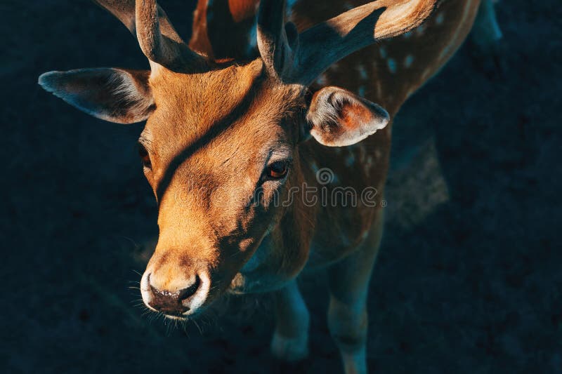 Cervi a maggese allo zoo fotografie stock libere da diritti
