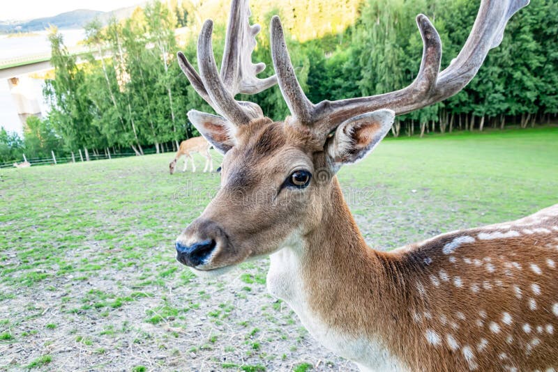 Cervo maschio di daino con corna interessanti fotografia stock