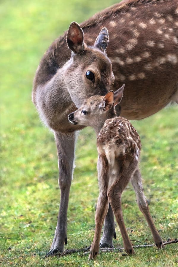 A cropped close-up of a fallow deer doe (Dama Dama) taking tenderly care of it's fawn. A cropped close-up of a fallow deer doe (Dama Dama) taking tenderly care of it's fawn