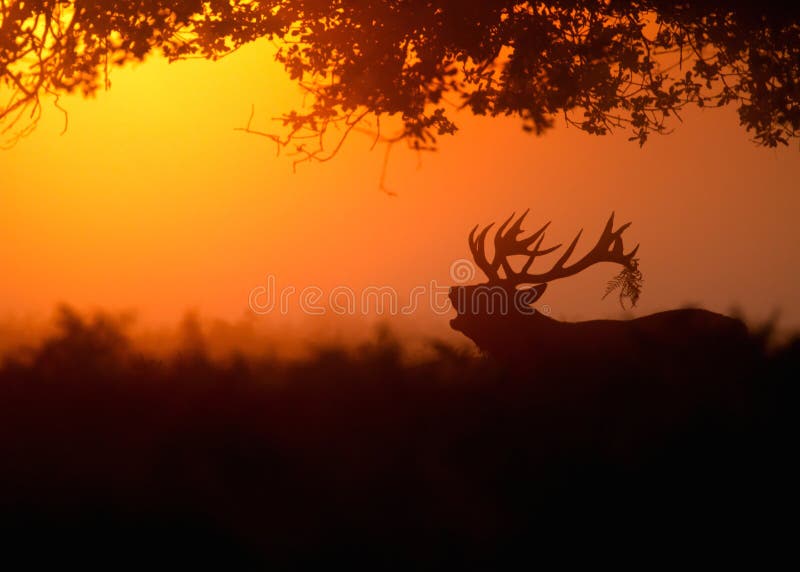 Cervi nobili (cervus elaphus) all'alba fotografie stock Cervi nobili (cervus elaphus) all'alba fotografie stock