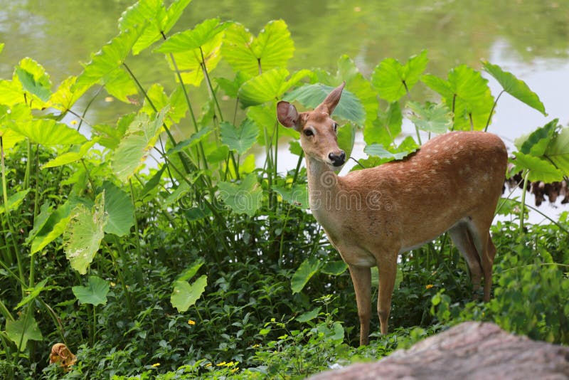 Cervi o giovane animale del cervo maschio nella foresta immagini stock Cervi o giovane animale del cervo maschio nella foresta immagini stock
