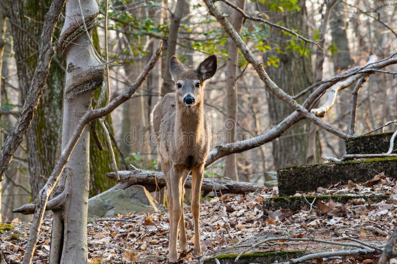 Solo deer standing at dusk in the woods during early spring. High quality photo. Solo deer standing at dusk in the woods during early spring. High quality photo