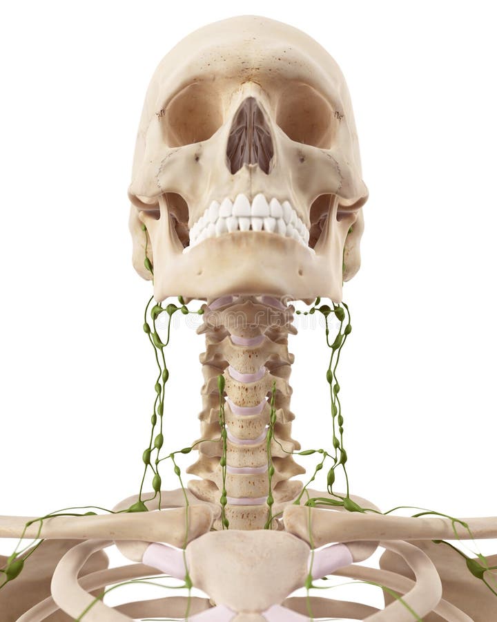 anterior cervical lymph nodes