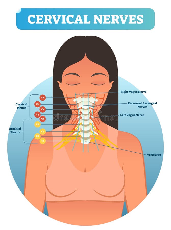 Cervical nerves medical anatomy diagram vector illustration. Human neurological network scheme in neck region.