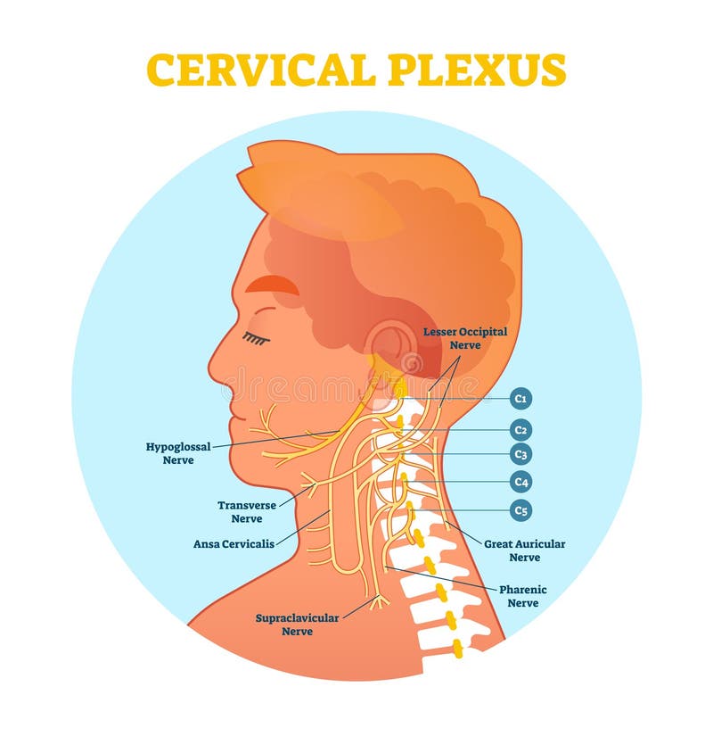alternative to neck diagrams alternative to neck diagrams