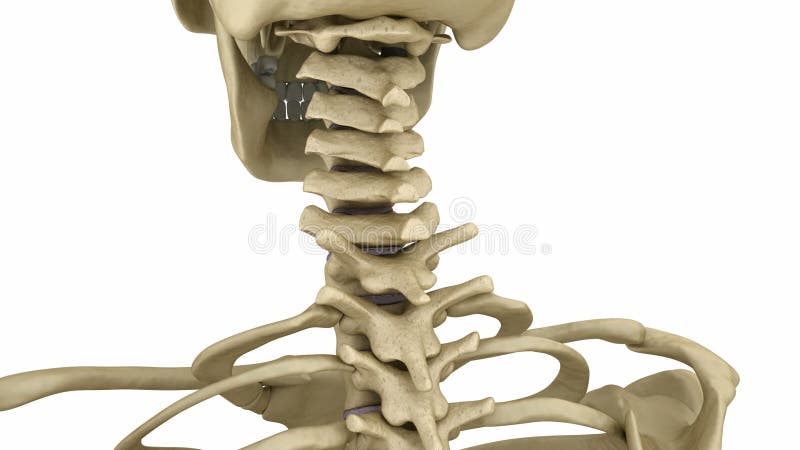 Cervical Spine Anatomy. Human Skeleton Stock Footage - Video of breast,  science: 83690448