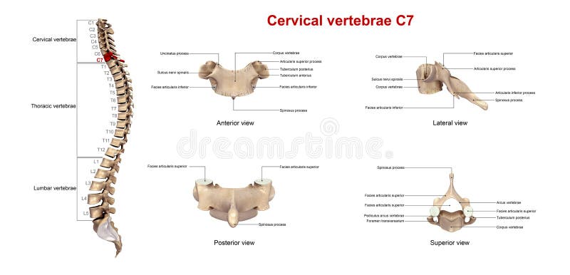 Cervical Vertebrae Location