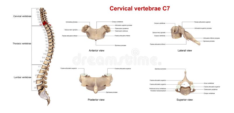 Cervical Vertebrae C7 stock illustration. Illustration of cervical - 78412563 Cervical Vertebrae C7 stock illustration. Illustration of cervical - 78412563